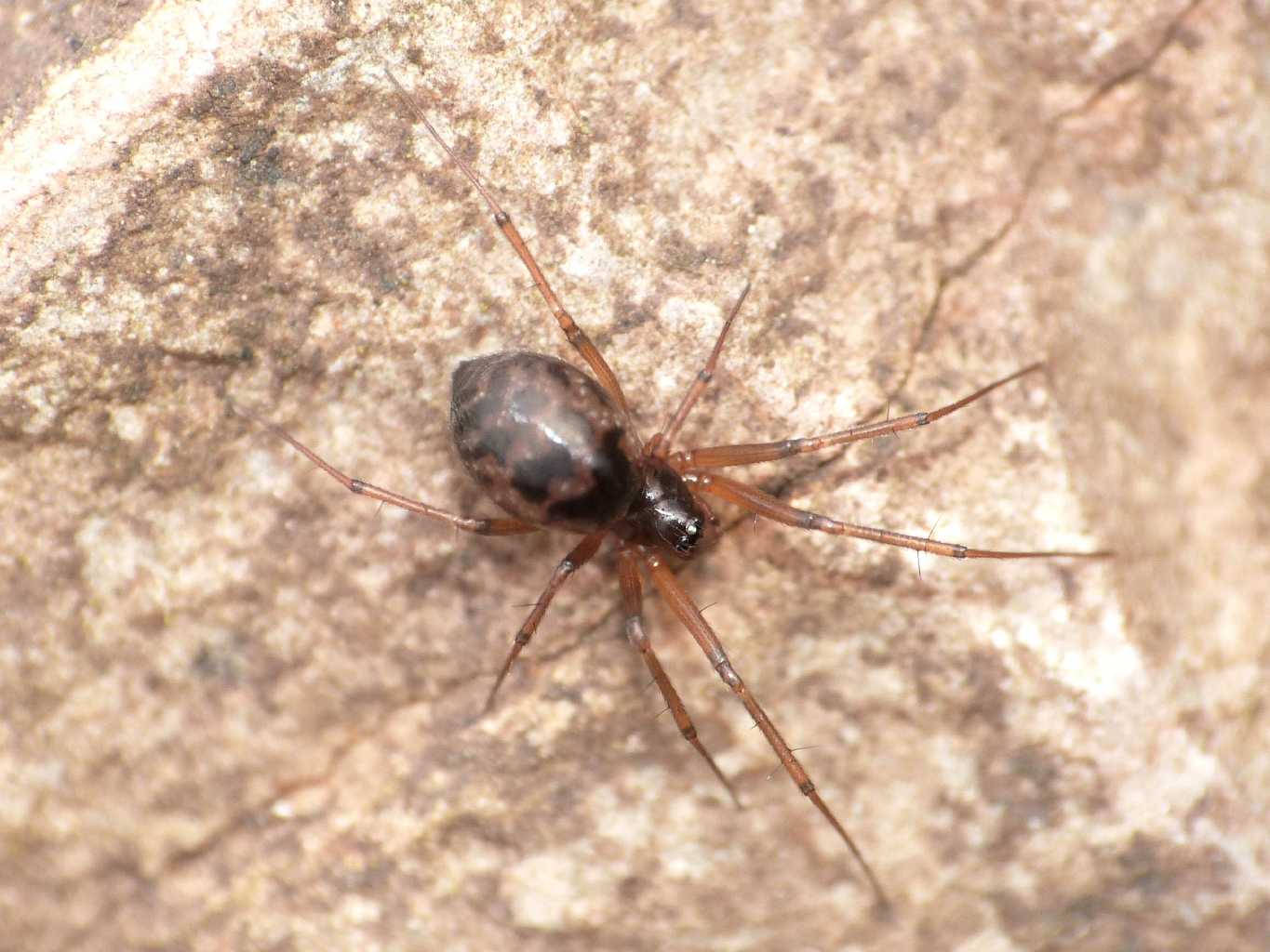 Lepthyphantes sp. - Tolfa (RM)